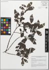 Foto von Salix myrsinifolia Salisb.